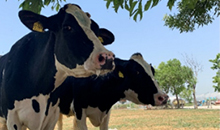 İlk damızlık süt sığırı çiftliğimizi faaliyete geçirdik. İlk damızlık süt sığırı çiftliğimizi faaliyete geçirdik.