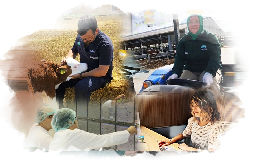 Nasıl Sütaşlı Olurum?